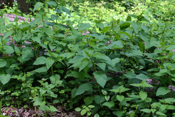 Thickets of stinging nettle in the spring forest