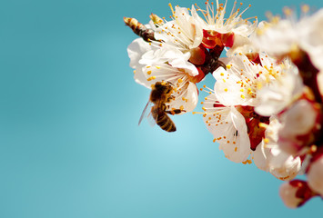 Bee collects nectar on the flowers of the apricot tree against the acvamarin background.