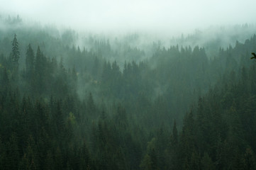 Misty landscape with fir forest in hipster vintage retro style - Powered by Adobe