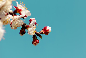 Closeup the flowers buds of the apricot tree against the blue background.  Concept spring.- Image