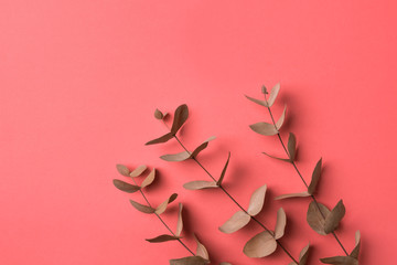 Elegant beautiful branches twigs of dry silver dollar eucalyptus on punch pink background. Warm...