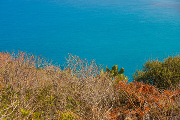 Mediterranean Vegetation and Turquoise Sea