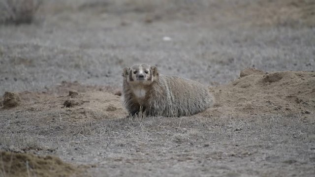An American Badger on the High Plains in Colorado