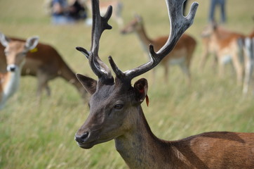 Deer - Dublin Phoenix Park