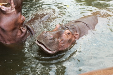 large cute adult hungry hippos waiting in their pool to be fed by visitors to the zoo in Northern...