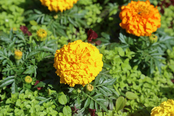 Yellow Marigolds or Tagetes - plants of the Daisy family