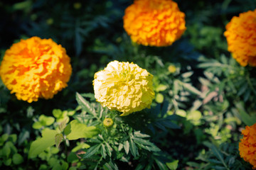 Yellow Marigolds or Tagetes - plants of the Daisy family