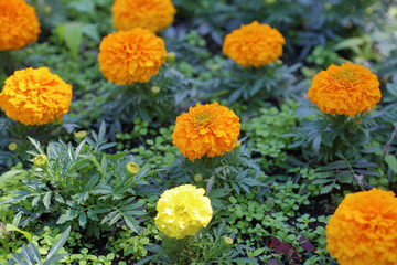 Yellow Marigolds or Tagetes - plants of the Daisy family