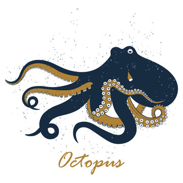 Octopus hand drawing vector illustration on white backgroud.