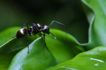 A macro image of black gold ant on the fresh green leaf
