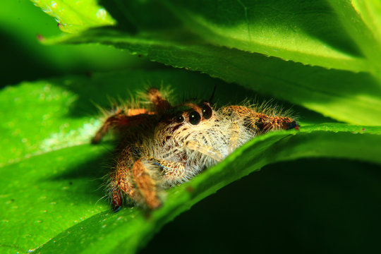 A macro image of Jumping spider (Salticidae, Hyllus diardi female) with good sharpen and detailed, hair, eye, and face very clear. It is hiding under the green leaf