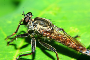 Macro Photography of Orange Robber Fly hunting an insect. Wild nature predator on the green leaf Isolated on green leaf background. It is wet because of rain