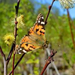 Variegated butterfly sits on a branch of pussy willow closeup