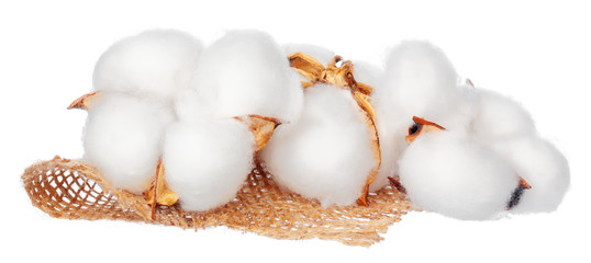 Cotton flowers on white background