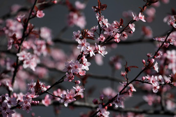Flower, Rose - Flower, City, Flower Head, Formal Garden, Meadow, Springtime, Alley, April, Backgrounds, Beauty, Beauty In Nature, Blossom, Blowing, Botany, Bright, Cherry Blossom, Cloudscape, Footpath
