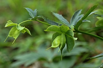 Grüne Nieswurz (Helleborus viridis)