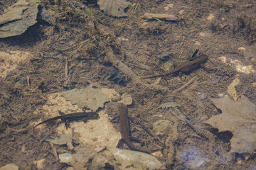 Lissotriton vulgaris in a puddle in the sun, wild animals