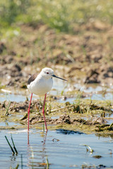 Black-winged Stilt, Pied Stilt (Himantopus himantopus) over a wathered rice field in southern Europe.
