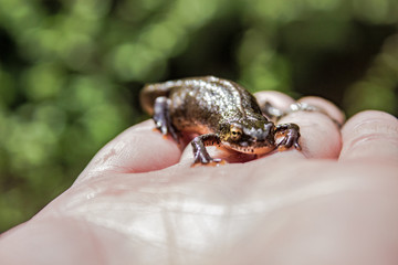 Obraz premium Lissotriton vulgaris on hand, intimacy with wildlife