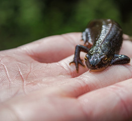 Lissotriton vulgaris on hand, intimacy with wildlife, lizard