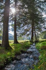 murmuring forest stream in the Carpathians, landscape, tourism and travel