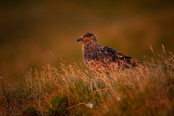 Stercorarius skua. Runde Island. Norway's wildlife. Beautiful picture. From the life of birds. Free nature. Runde Island in Norway. Scandinavian wildlife. North of Europe. Picture. Seashore. A wonderf