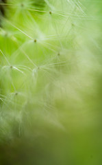 Fluffy faded fragile field dandelion