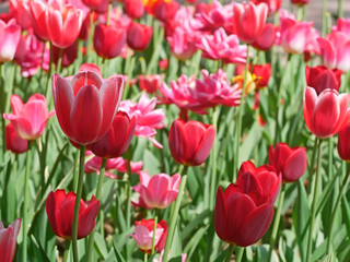 Red Tulip Flowering Close-up