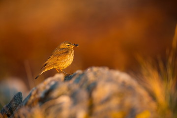 Anthus petrosus. Runde Island. Norway's wildlife. Beautiful picture. From the life of birds. Free nature. Runde Island in Norway. Scandinavian wildlife. North of Europe. Picture. Seashore. A wonderful