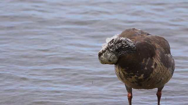 oie des neiges immature
