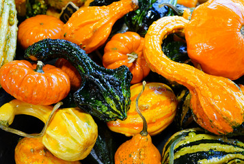 Colorful orange and green pumpkins and gourds in the fall