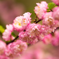 sakura flowers macro