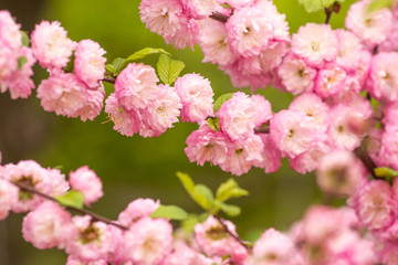 sakura flowers macro