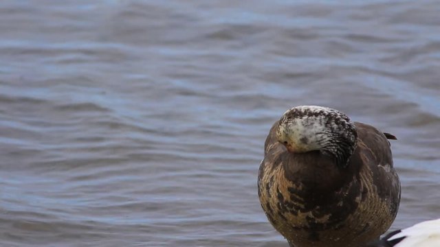 oie des neiges immature