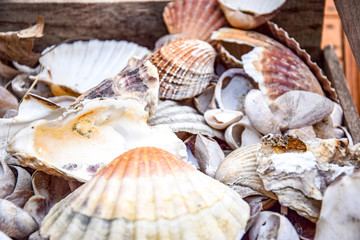 kiste mit verschiedenen muscheln