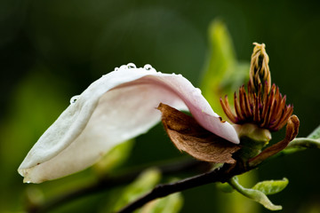 magnolia flower dew water drops
