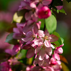 blooming apple tree 