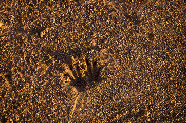 Wallaby Footprints in the Outback sandy soil