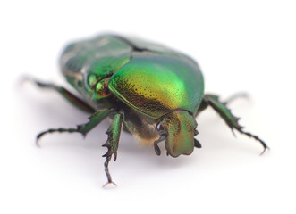 Green beetle isolated.