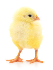 Small yellow chicken.