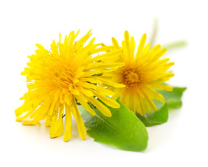 Two dandelions with leaves.