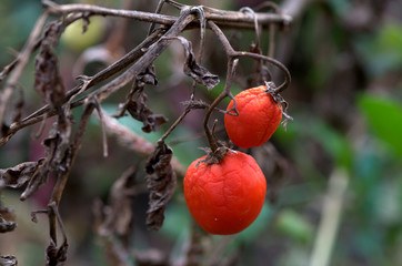 red tomatoes on a branch