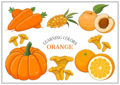 Orange vegetables set: carrots, sea buckthorn, apricot, pumpkin, chanterelles, orange. Vector illustration.
