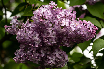 Obraz premium bloomin lilac flower macro