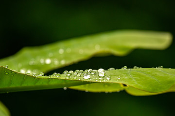 green leafs with water drops dew rain