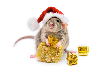 Pet. A rat in a Santa hat holds a Golden bag on a white background. Christmas