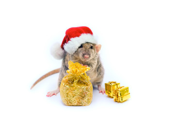 Pet. A rat in a Santa hat holds a Golden bag on a white background. Christmas