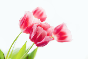 Bouquet of red tulips on white background. Flowers.