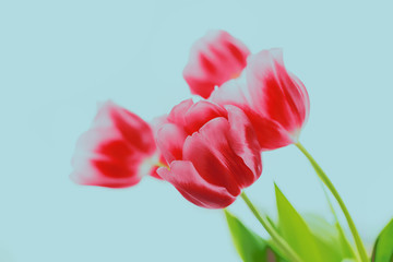 Bouquet of red tulips on blue background. Flowers.