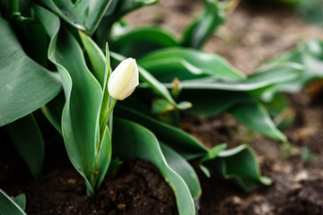 Young white tulip flower growing in spring garden.